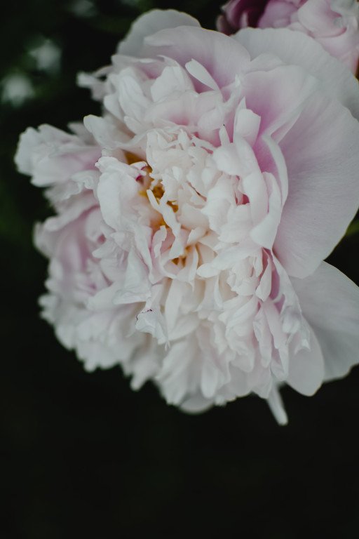 The Ultimate Guide to Peony Flower Season
