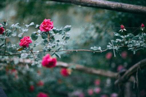 The Ultimate Guide to Choosing the Perfect Rose Bush Companion Plants