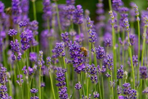 The Ultimate Guide to Pruning Lavender in Spring for Vibrant Growth