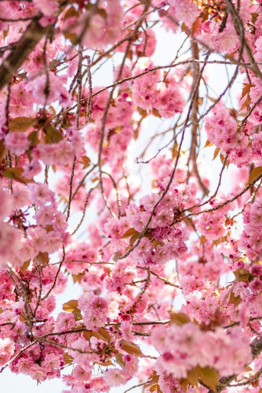 The Comprehensive Guide to the Most Fragrant Flower Trees for Your Garden