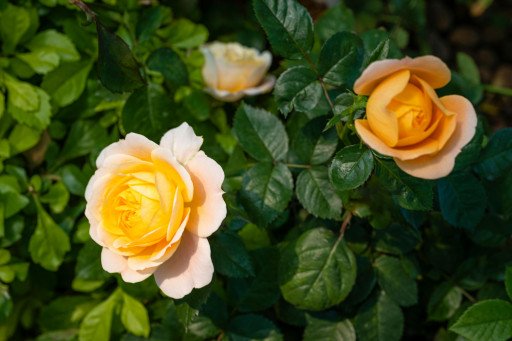 The Ultimate Guide to Cultivating the Fragrant Yellow Climbing Rose